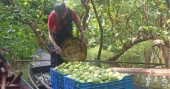 Floating guava market breathes new life into Pirojpur's rural economy