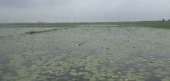 Torrential rain, waterlogging cause extensive damage to Aush paddy in Narail
