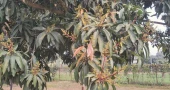 With trees in flowering Chapai looks forward to bumper mango harvest