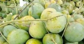 Satkhira’s Himsagar mango hits markets
