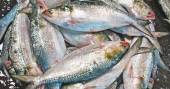22-day hilsa fishing ban to begin Friday midnight