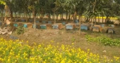 Naogaon farmers make a fortune on mustard and honey