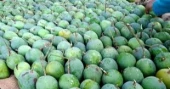 Mango harvesting begins in Satkhira