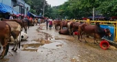 Cattle prices crash over 50% in Dhaka markets on last day