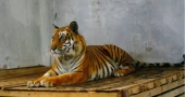 Tiger rescued from poachers’ snare set to return to Sundarbans