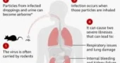 What is hantavirus and how does it spread?