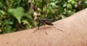 Dengue claims 6 more lives, 1,593 hospitalised in 24 hrs