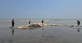 Whale carcass spotted in deep waters off Kuakata coast