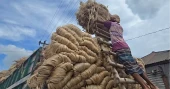 Farmers worry over fair price despite good jute yield in Faridpur