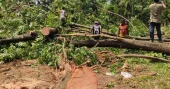 Tree felling goes unabated at Jahangirnagar University amid environmental concerns