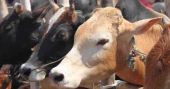 Sylhet sees surplus of sacrificial animals ahead of Eid-ul-Azha