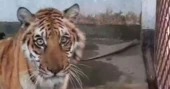 Tiger rescued from Sundarbans shows improvement under treatment