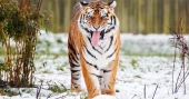 Tiger kills man who enters enclosure at English wildlife park