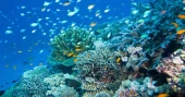 Australian coral reefs face collapse risk by 2075: global assessment