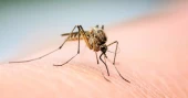 Dengue claims 8 more lives in 24hrs