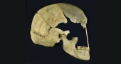 Ancient genes pinpoint when humans and Neanderthals mixed and mingled