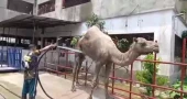 Eid-ul-Azha: Rajasthan camel wows visitors at Cumilla firm