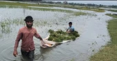 Unplanned embankments worsen flooding in Sunamganj haors; massive crop losses reported
