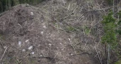 Indonesian forests supplying global biomass energy endangering environment  