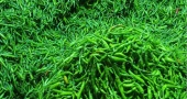 9.2 tonnes of green chilli imported from India through Benapole