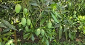 Beyond paddy and jute: Faridpur emerging as mango hub