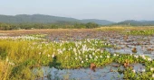 Fiery lilies fade as water hyacinth engulfs Lal Shapla Beel in Jaintapur