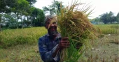 Golden harvests, rising straw prices bring smiles to Rangpur farmers
