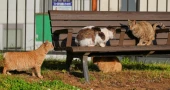 In Japan, Bobtail cats bring good fortune — and Nagasaki is full of them