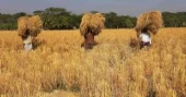 97 percent boro paddy harvested in Haor areas: Agri Ministry