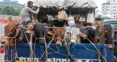 Medium-sized cattle leading buyers’ choice in Dhaka haats