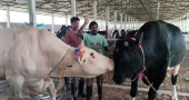 Giant bulls ‘Kala Babu’, ‘Dhala Babu’ steal Eid spotlight in Thakurgaon