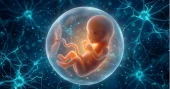 Chinese scientists uncover key reason why many IVF embryos stop developing