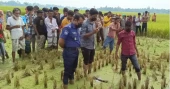 Man’s body found buried in Joypurhat paddy field