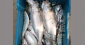 Rampant hilsa catching continues in Rajbari defying govt ban