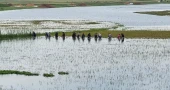 7,000 hectares of cropland inundated by continuous rain in Kishoreganj