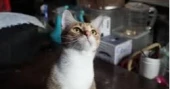 Vietnam police arrest 12 suspects in cat theft ring linked to meat trade