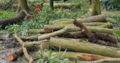 Govt promulgates ordinance with fines  for illegal tree cutting