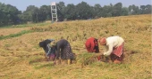 Farmers in Kishoreganj busy preparing seedbeds for Boro cultivation