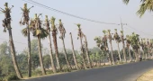 Palm trees under the axe; Naogaon bypass pays an environmental price