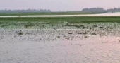Vast tracts of boro crops submerged in Habiganj due to rain