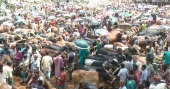 Biggest cattle market in the southwest region running without lease