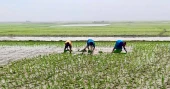As haor waters recede, Sunnamganj farmers sow hope in every field
