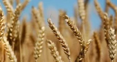 52,500 mt wheat imported from Ukraine reaches Chattogram