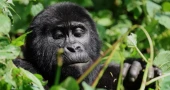 Tourism boosts comeback of Uganda’s mountain gorillas