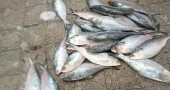 Hilsa slips out of reach as scarcity drives up prices in Khulna