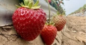 California strawberry farmer turns to steam for healthier soil, better yields