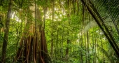 Brazilian Amazon emits more carbon than it absorbs, study shows