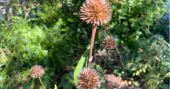 What to cut back and what to leave in your garden during fall cleanup