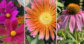 Heat-tolerant flowers that keep gardens thriving in hot, dry summers