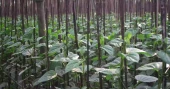 How betel cultivation changed the fortunes of three Naogaon villages